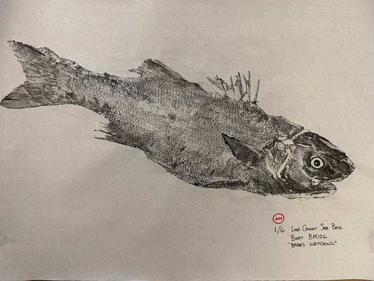 Line-Caught Sea Bass Print