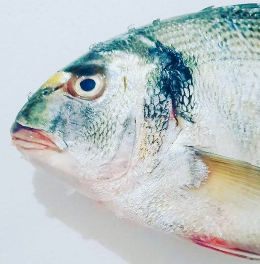 Is freezing fresh fish a waste?