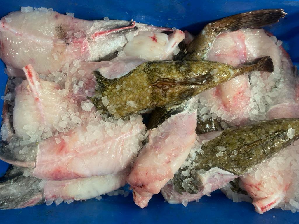 Monkfish