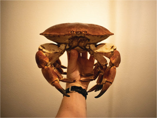 Brown Cock Crab