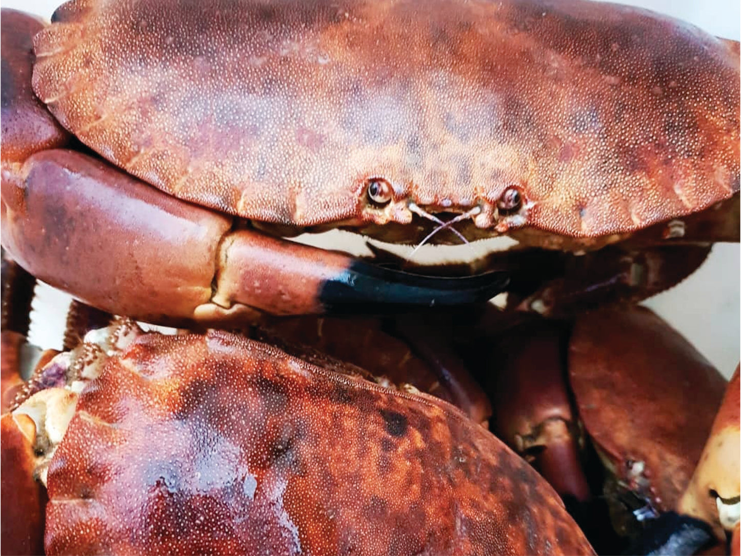 Brown crab meat