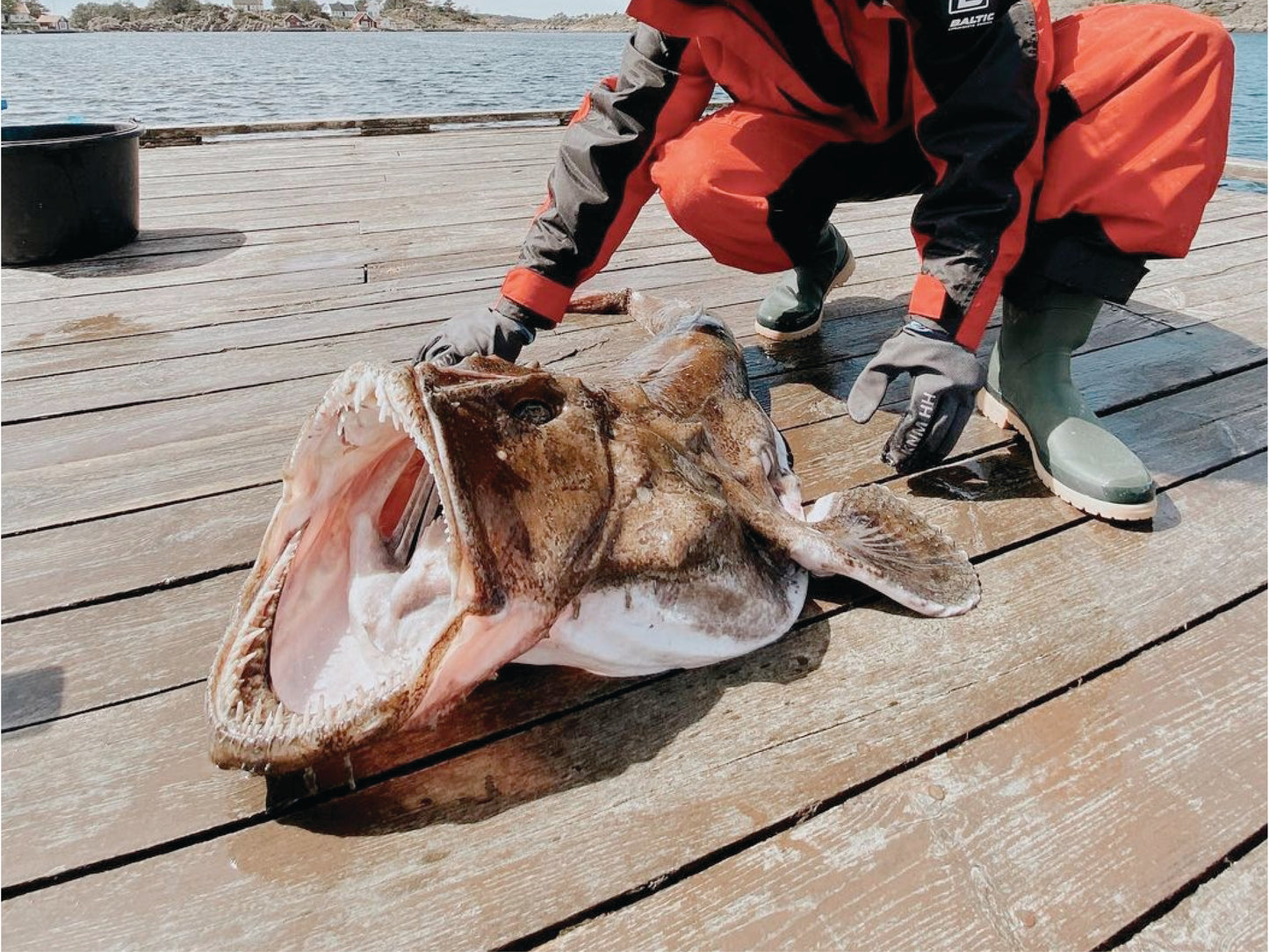 Monkfish